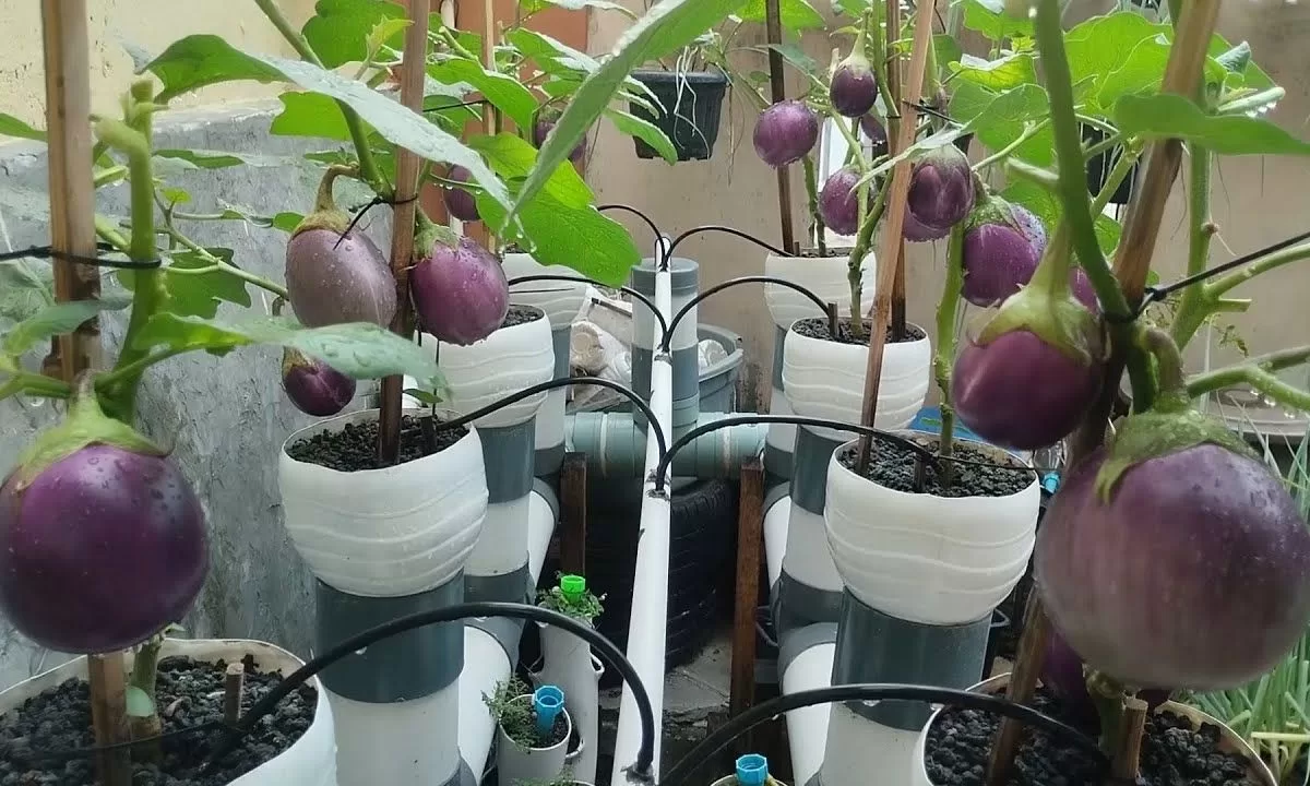 Grow Tower Grow Guide: How to Grow Eggplant – ayutower